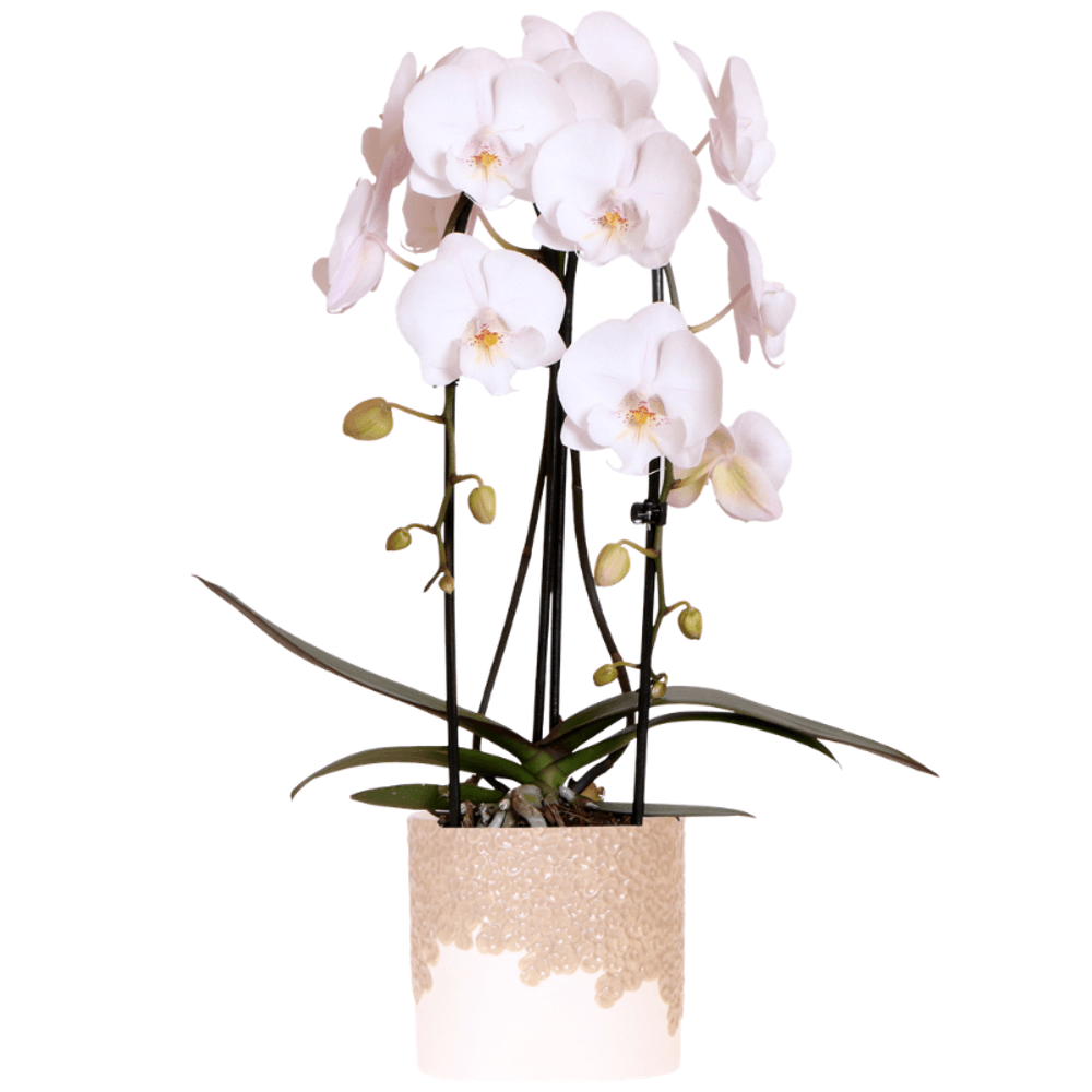 Orchidée phalaenopsis 'niagara falls' blanche (phalaenopsis) - pot de 12cm - céramique sable - plantes d'intérieur
