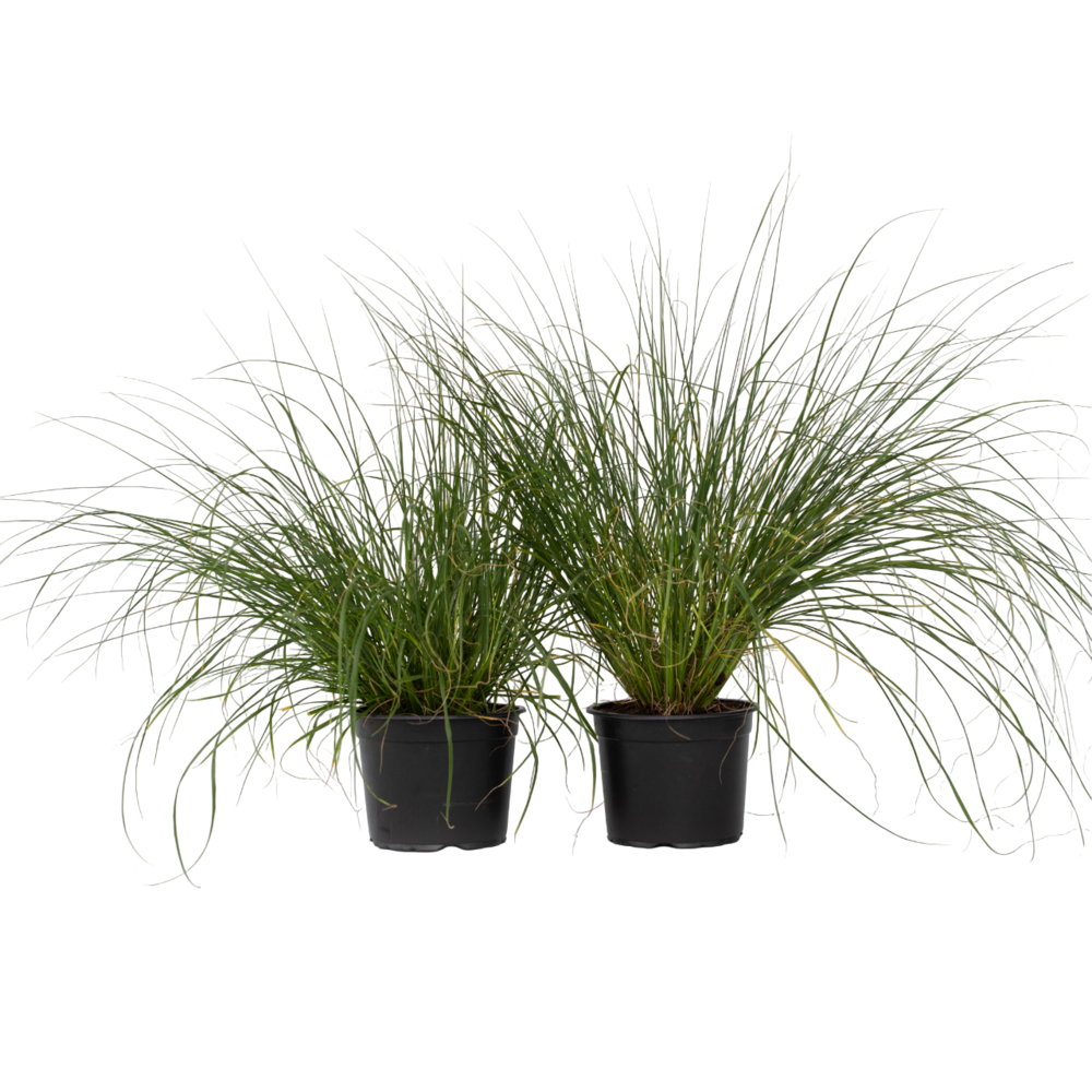 Pennisétum - set de 2 - pennisetum alopecuroides 'hameln' - h20-30cm - ⌀23cm