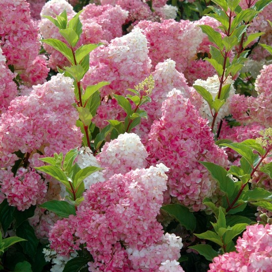 2 x hortensia paniculé 'vanille fraise'® - hydrangea paniculata vanille fraise - 40-50 cm pot