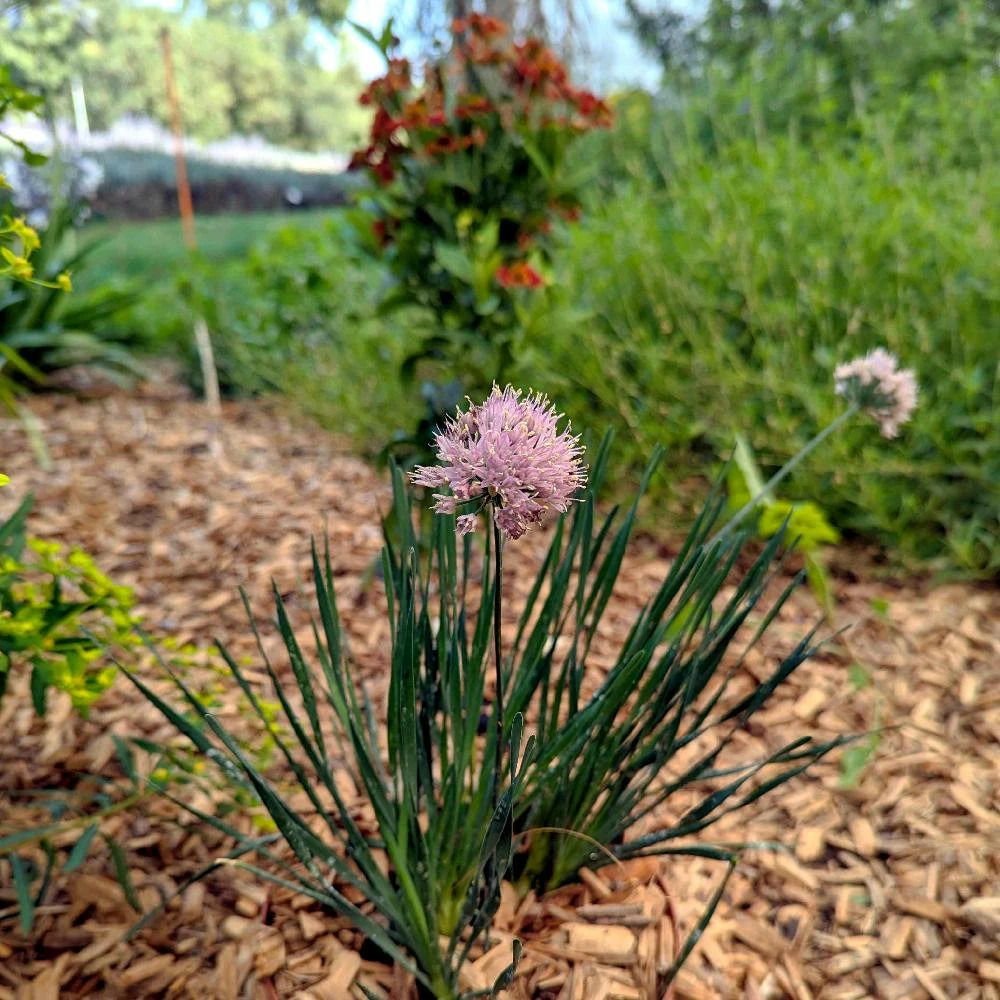 Ail d'ornement lisa blue lot de 9 godets