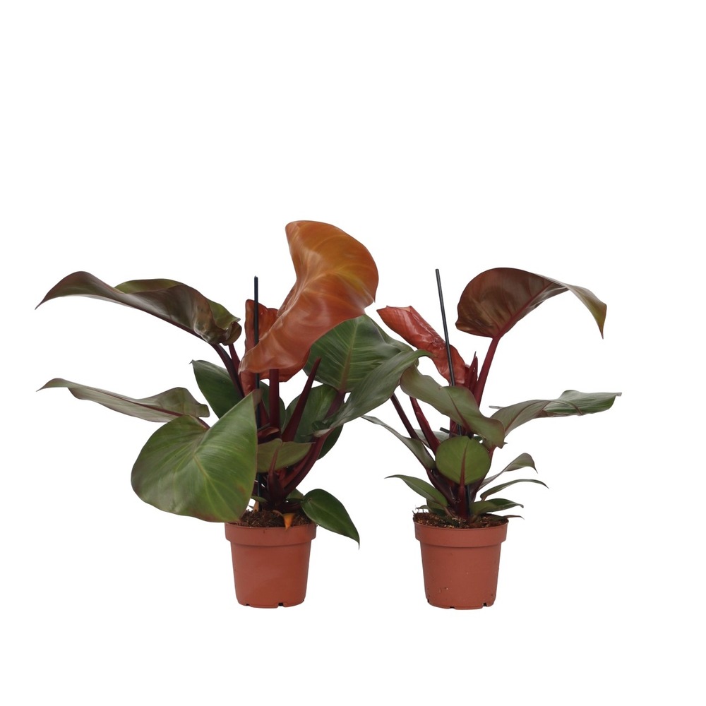Plante verte - set de 2 - philodendron 'sun light' - hauteur 20-30cm - ⌀12cm