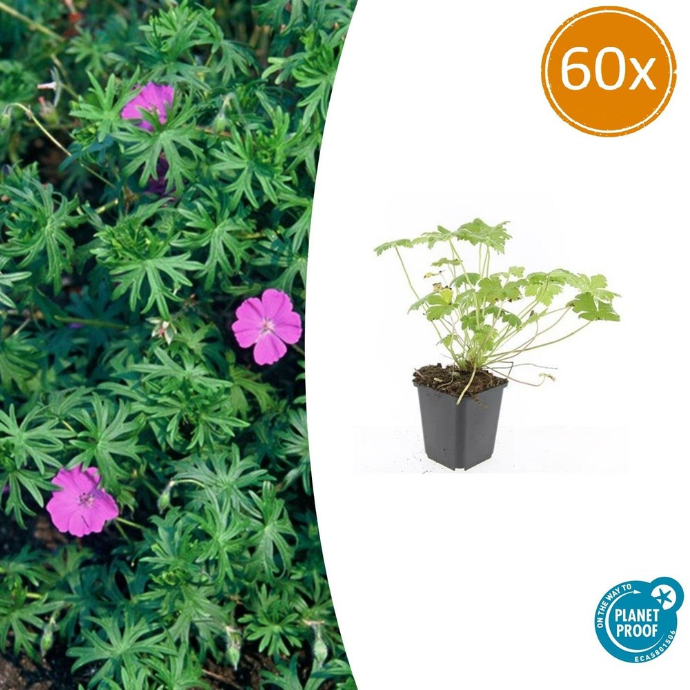 Géranium vivace 'tiny monster' x60 – entre 3,75 et 5m2