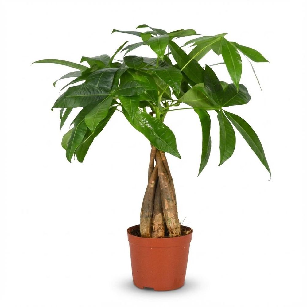 Pachira aquatica - arbre à argent - pot de 12cm - hauteur 40 - 50cm
