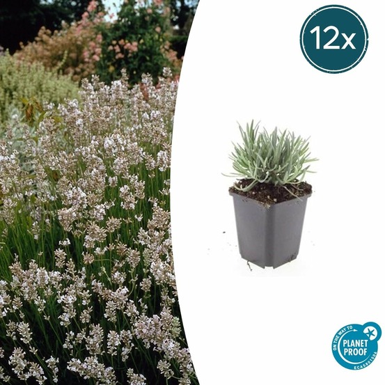 Lavande vraie blanche 'edelweiss' x12 – entre 0,75 et 1m2