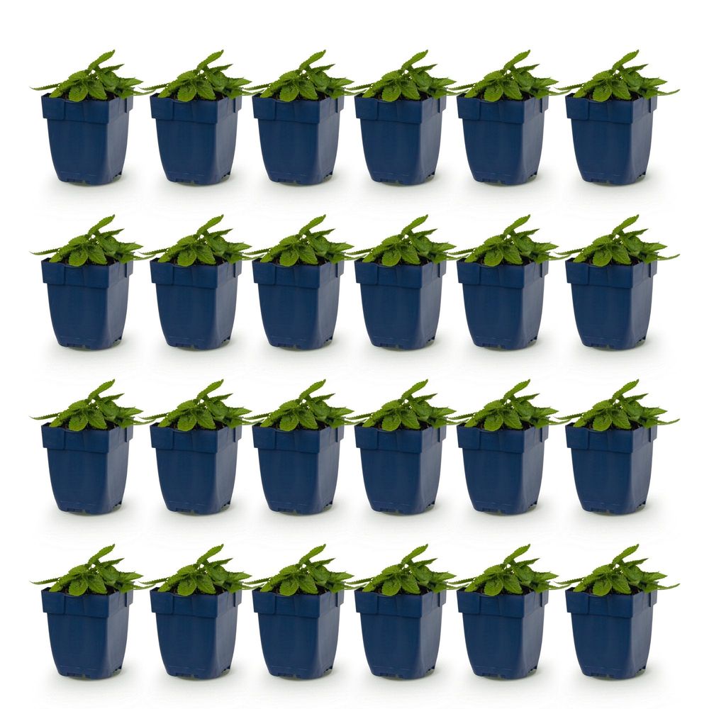 Oreille d'agneau 'ukkie' - lot de 24 - pot 11 cm - hauteur 25 cm - plante d'extérieur