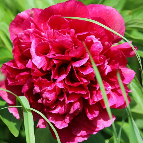 Pivoine herbacée many happy returns pot de 2 litres