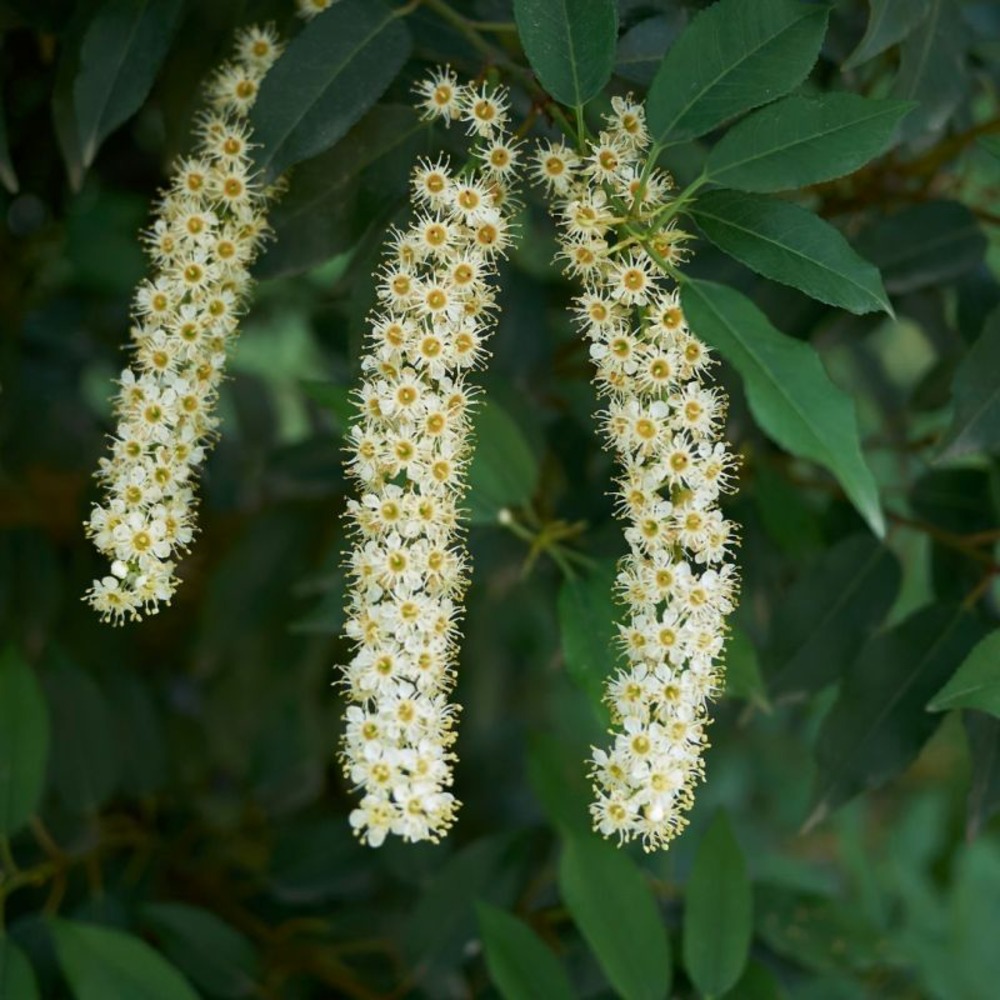 Laurier du portugal à feuilles étroites - prunus lusitanica angustifolia en motte 60/80cm