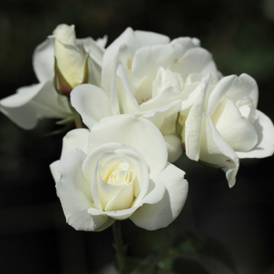Rosier iceberg® rosier fée des neiges - le pot / 3l / hauteur livrée 15-40cm