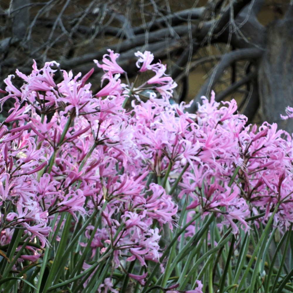 Nerine bowdenii bulbe calibre 12+ (par 3)