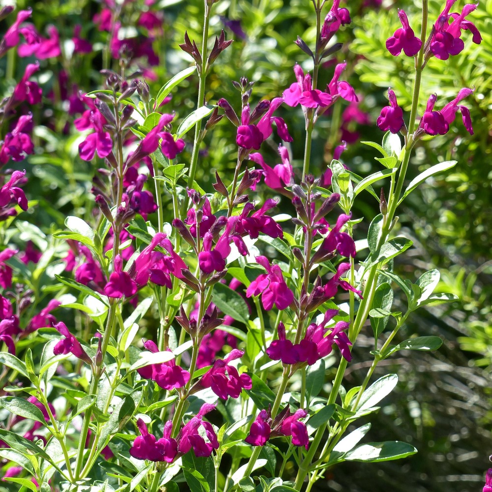 Sauge arbustive 'raspberry royal' pot de 2l/3l