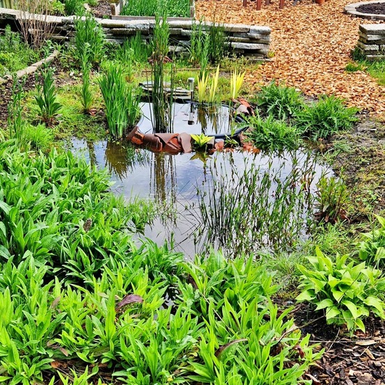 Kit de plantes pour wadi – 360 plantes aquatiques pour la gestion des eaux de pluie et la biodiversité