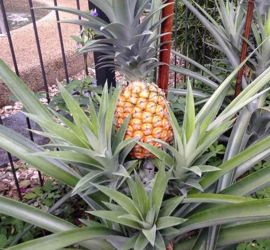 Ananas comosus pot de 1 litre ? 20/30 cm