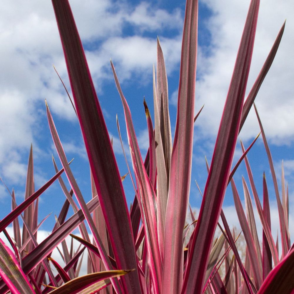 Cordyline super star pot de 4l - 40/60 cm