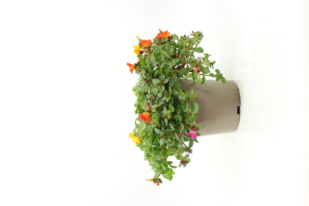 Festival portulaca pot 2l