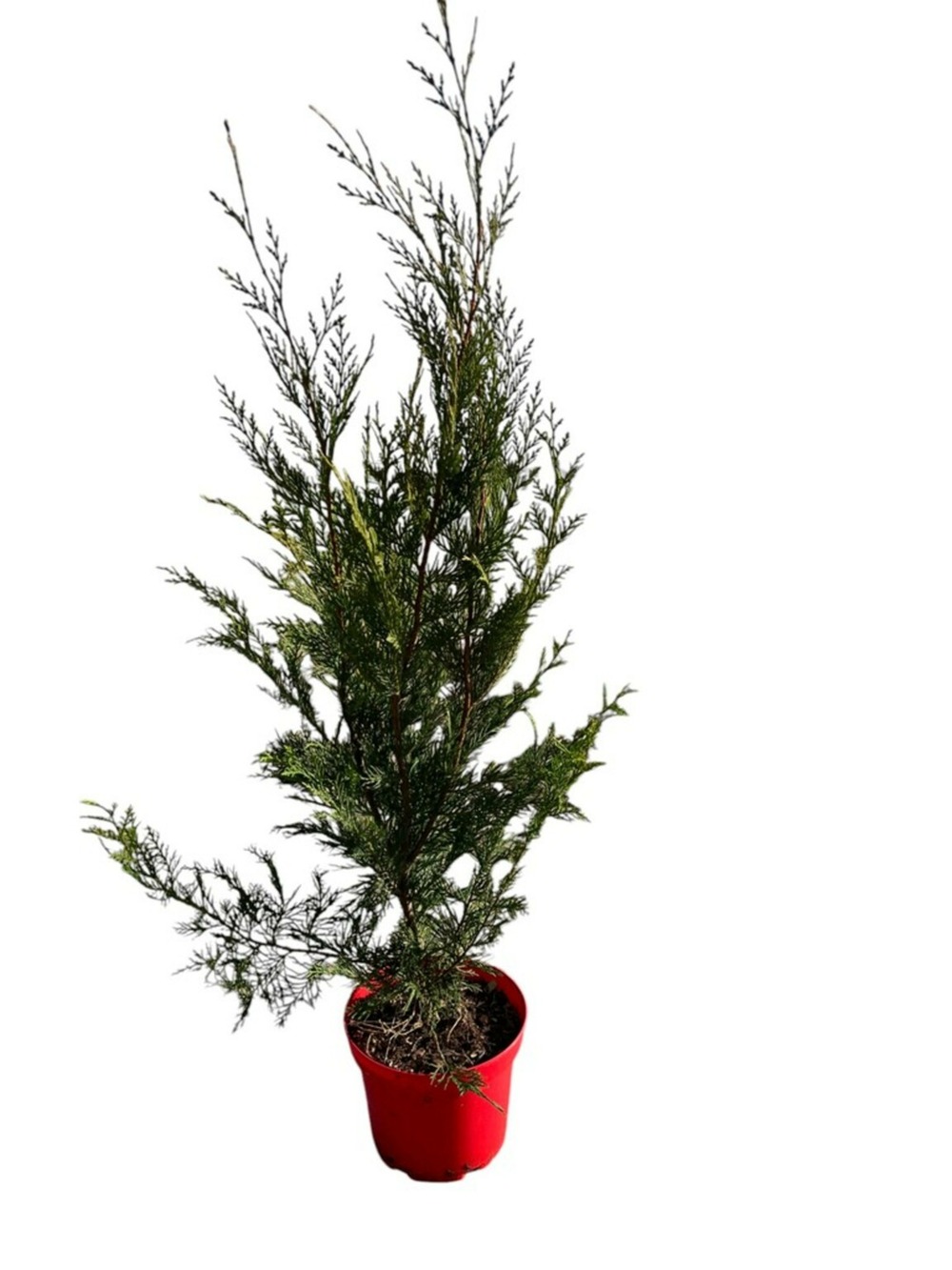 Cupressocyparis leylandii 2001 - pot 4 l - h 100 cm