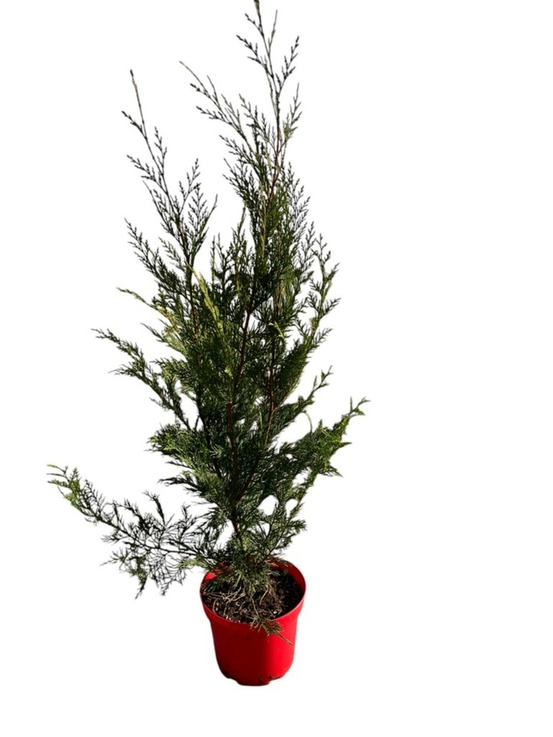 Cupressocyparis leylandii 2001 - pot 4 l - h 100 cm