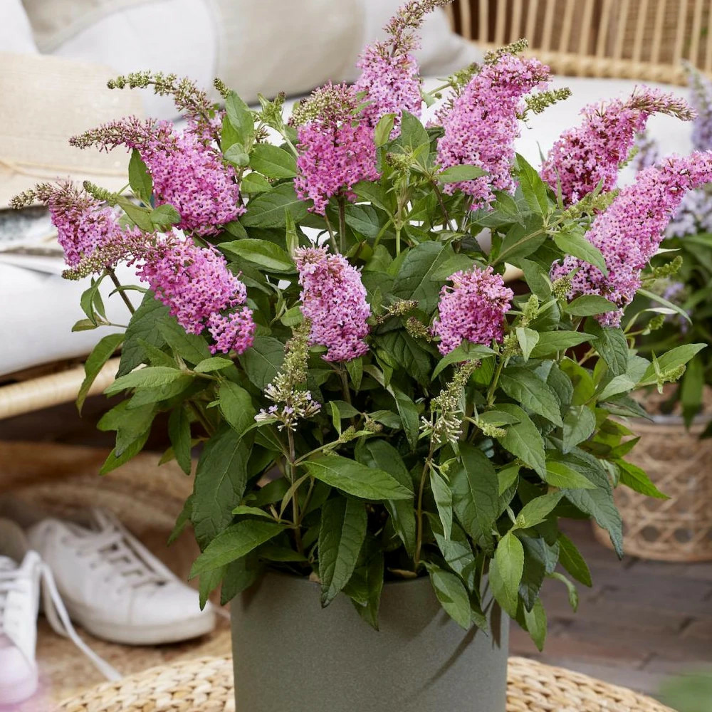 Arbre aux papillons butterfly candy® little pink 'botex005', buddleia pot de 4l - 20/40 cm