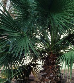 Chamaerops humilis : plantation, arrosage et entretien