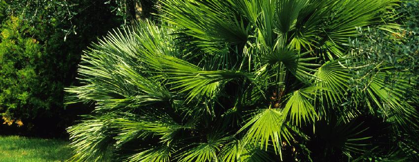 Protéger son palmier des gelées - Côté Maison