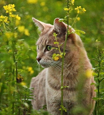 antiparasitaire pour chat