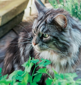 Aménagez votre jardin de plantes pour chat