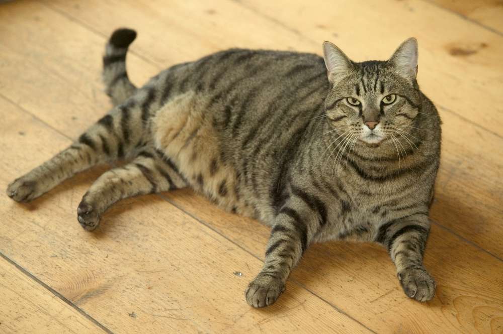 Chat Obese Comment Le Faire Maigrir Truffaut Chat Obese Comment Le Faire Maigrir Truffaut