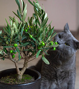 chat plante