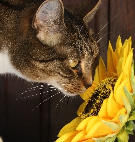 toxicité des plantes pour le chat