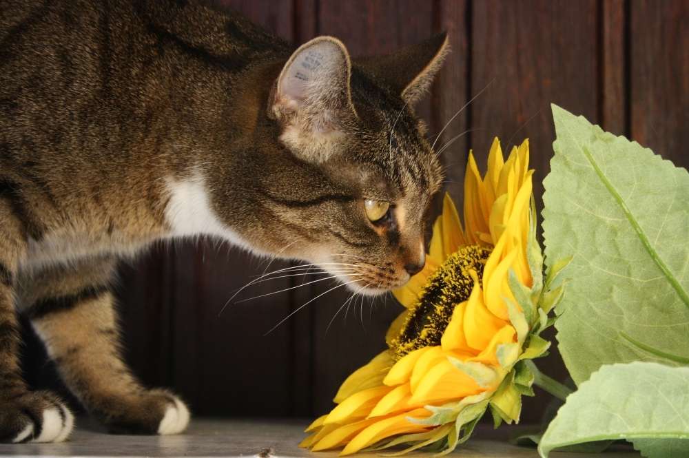 plantes toxiques pour le chat