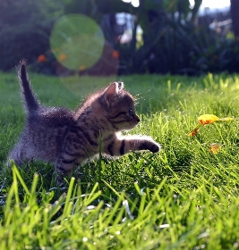 Boules De Poils Du Chat Que Faire Truffaut Boules De Poils Du Chat Que Faire Truffaut