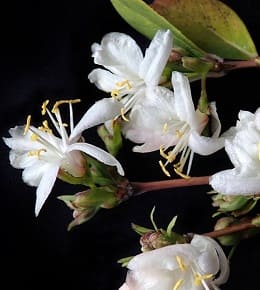 entretien chevrefeuille