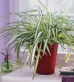 chlorophytum en pot