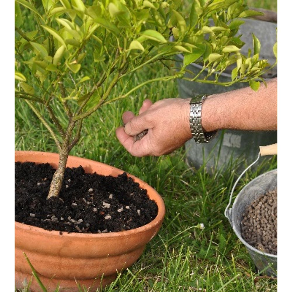engrais pour plante