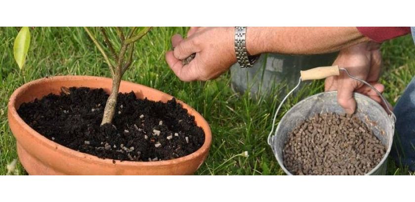 engrais pot jardinage