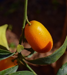 kumquat graine
