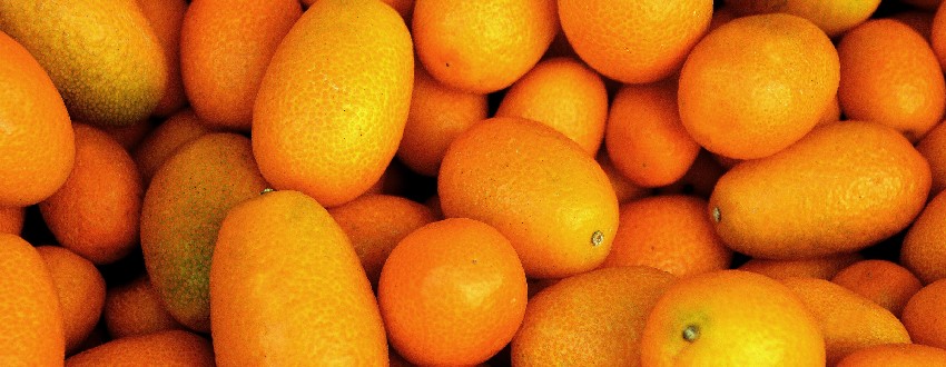 kumquat graine
