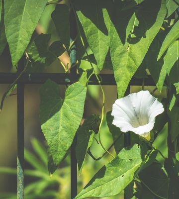 choisir une plante grimpante