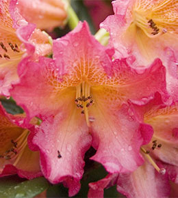 Rhododendron rose