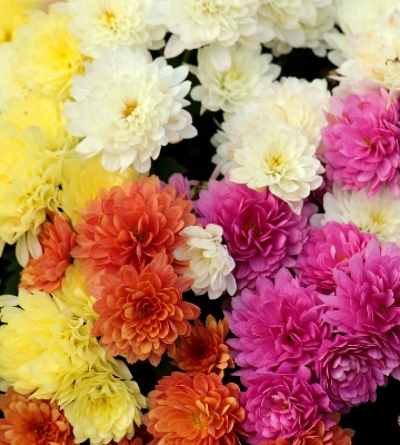 Chrysanthemum