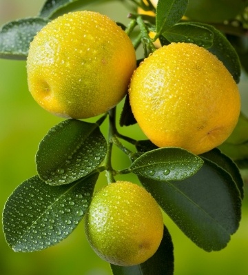plantation citronnier
