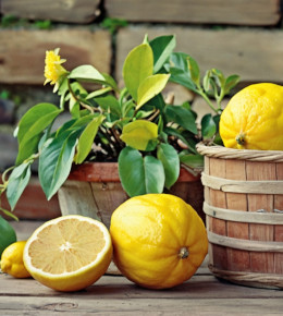 gros plan sur un citron coupé en deux et un citronnier en pot en arrière plan