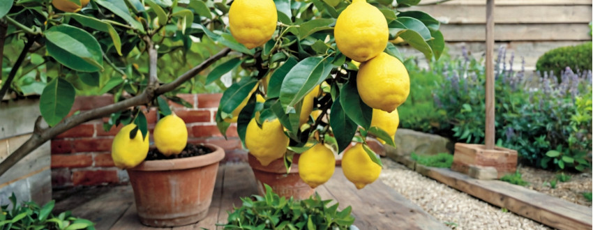 citronnier en pot