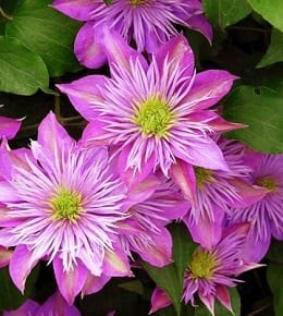 clematite empereur kaisa