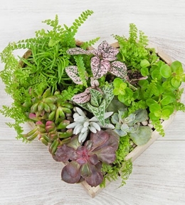 composition succulentes