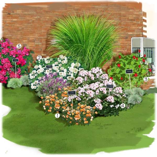 Aménagement jardin collection de roses