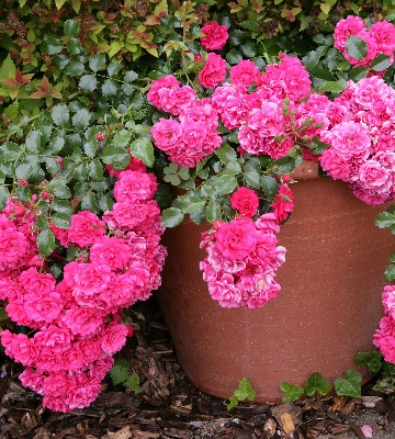 rosier rose plantation