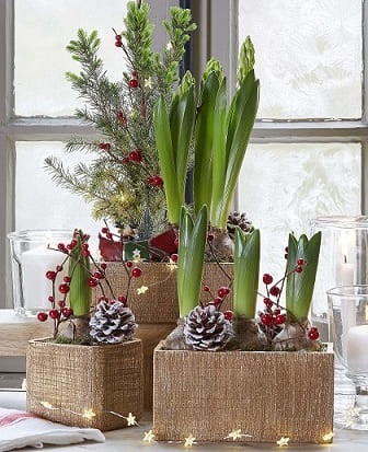 compositions végétales noel