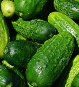 plantation et culture du concombre