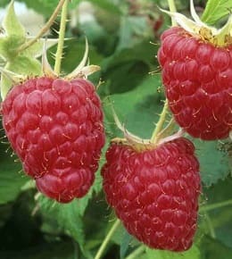 plantation framboisier