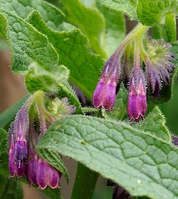 Consoude officinale : plantation, culture et utilisation